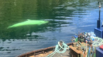 Rare white orca, named 'Frostbite', spotted off the coast of Vancouver Island