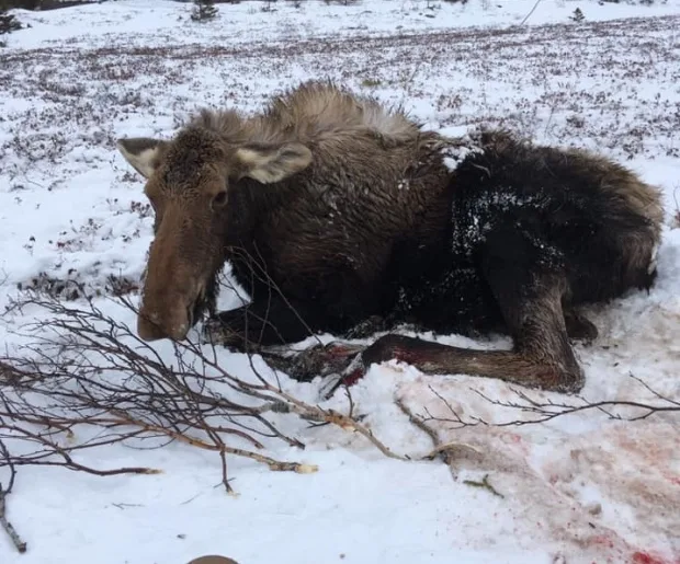 CBC moose newfoundland