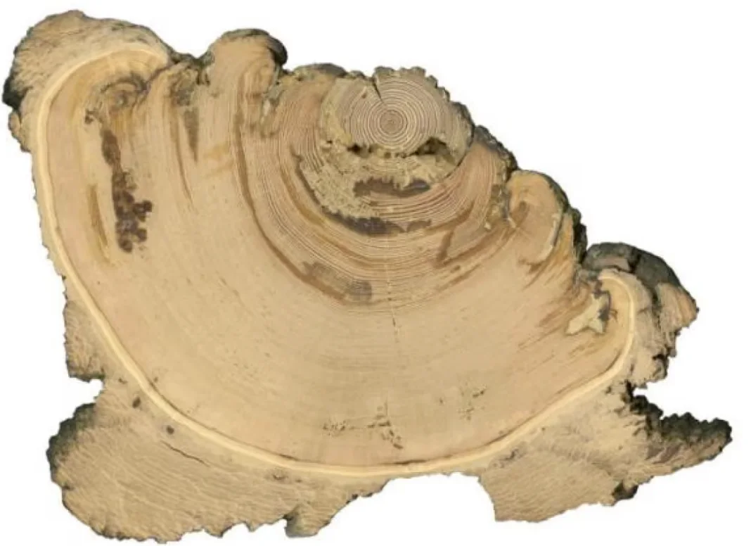 CBC: This cross-section was collected from a Douglas-fir tree in the Jasper townsite valley with an estimated establishment year of 1596. Scars were formed by surface fires in 1646, 1677, 1772, and 1827. (Raphael Chavardes)