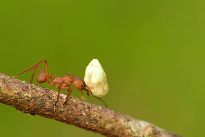 Et si nous étions... des fourmis?