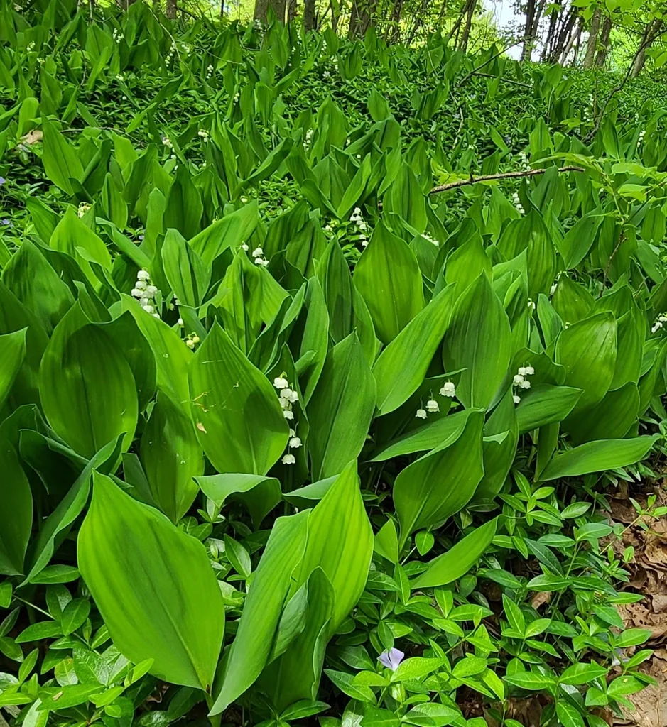 Lily of the valley (Fran Lafferty/iNaturalist CC0 1.0)