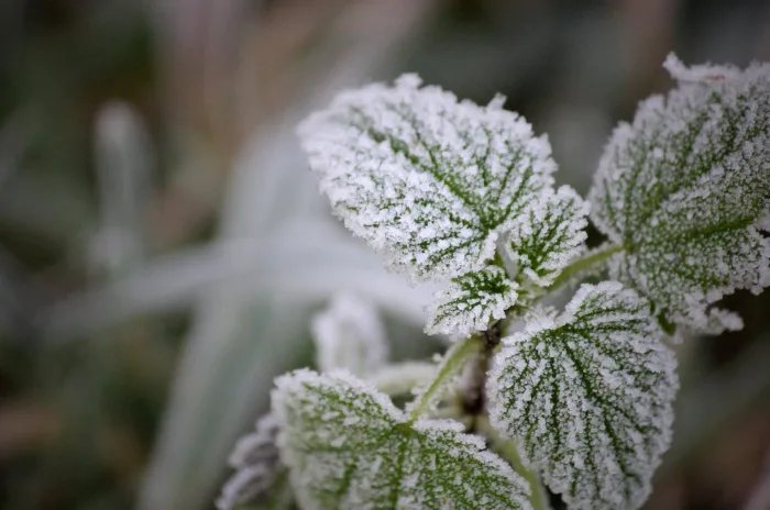 Avis de gel et possibles records de froid. Voyez où.