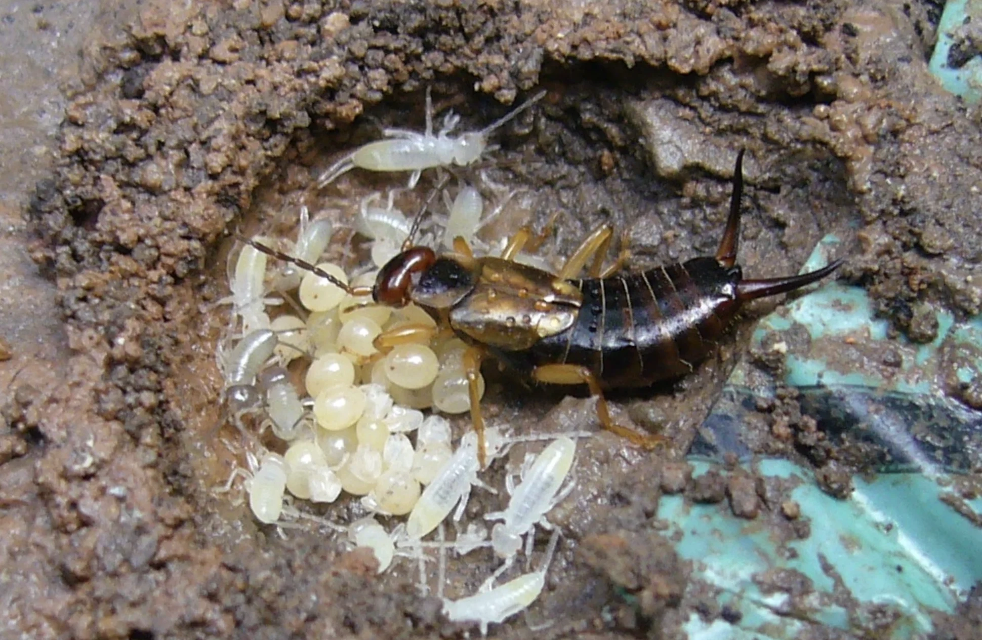 Earwig eggs are about to hatch, do this to keep them away