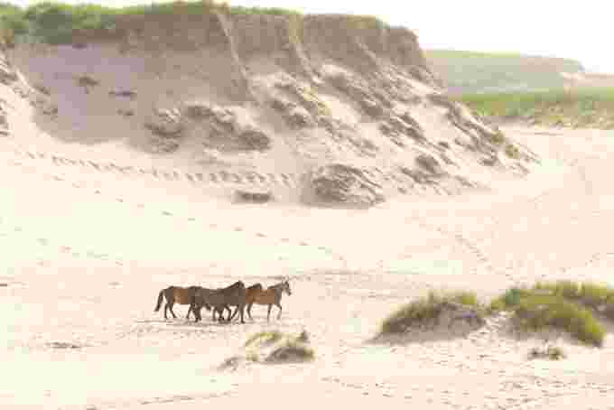 Sable Island horses dune/Parks Canada via CBC