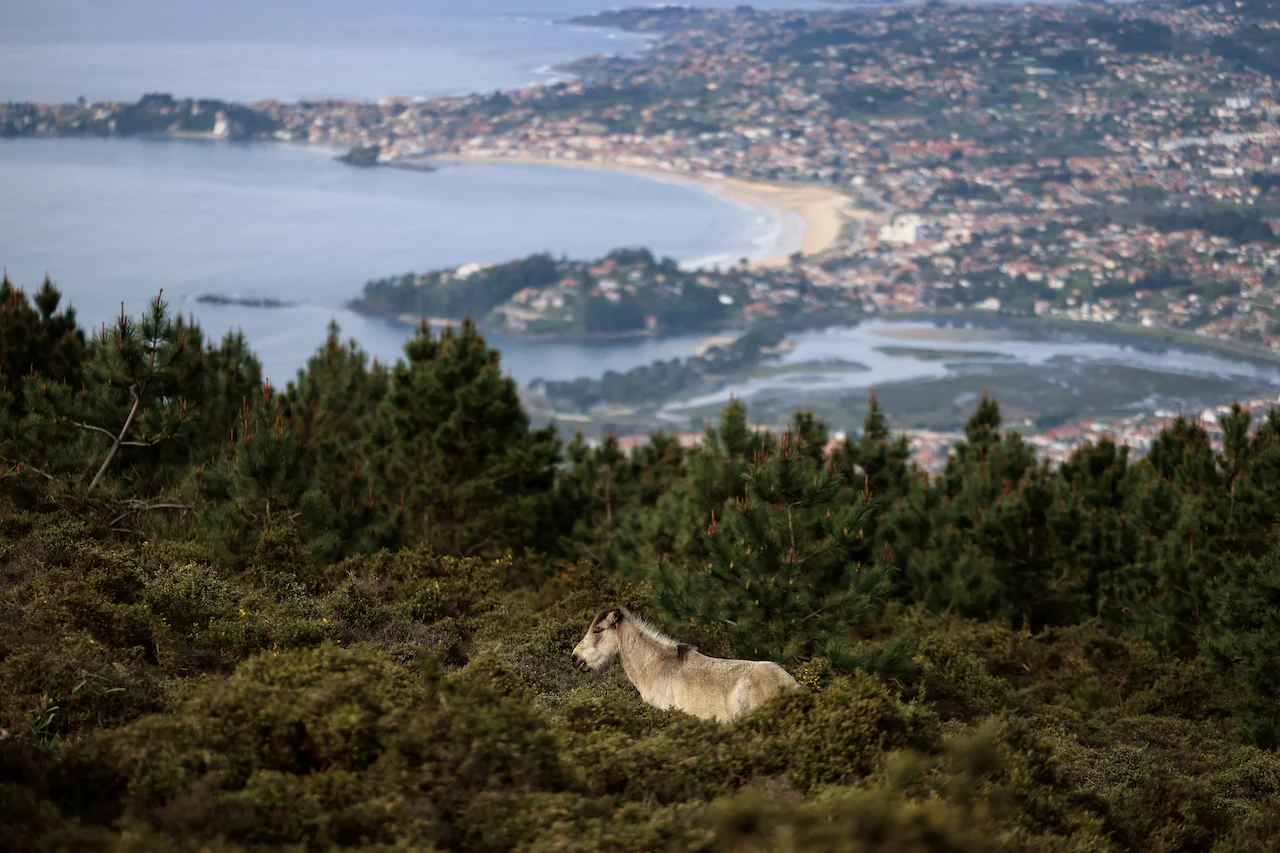  SPAIN-WILDHORSES/REUTERS/Nacho Doc