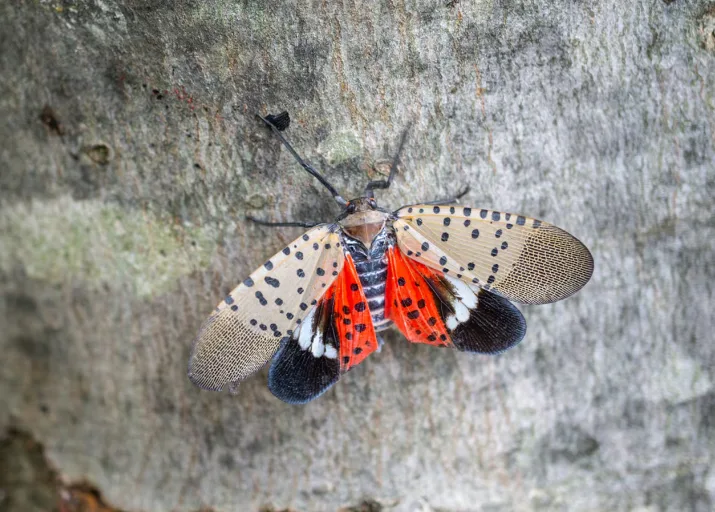 CBC: A spotted lanternfly with its wings open. (Canadian Food Inspection Agency)