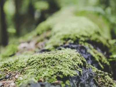 Canada: des plantes cachées réapparaissent après 120 000 ans