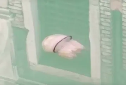 Jellyfish seen gliding through crystal clear Venice canals 