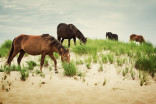 Sea level rise threatening Sable Island’s wild horses and unique biodiversity