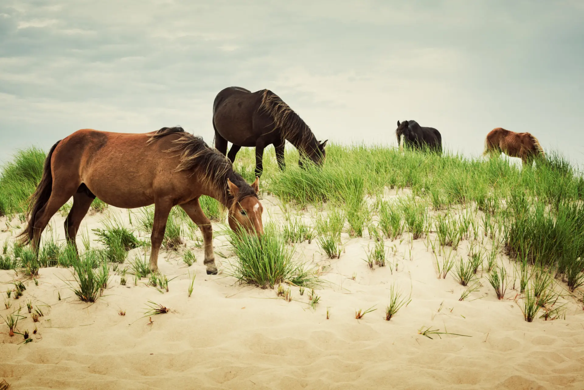 150 Sable Island wild horses died last winter, Parks Canada reports