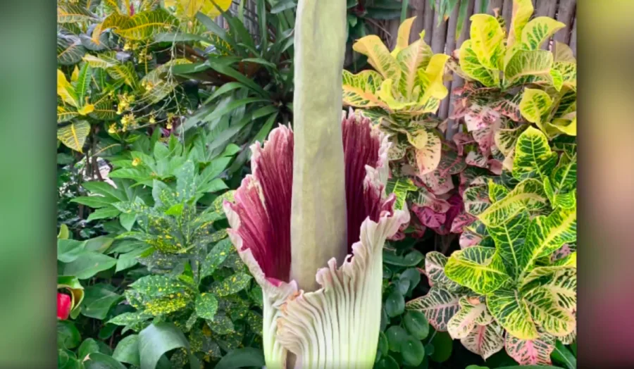 A corpse flower is blooming in Toronto and it smells like rotten flesh