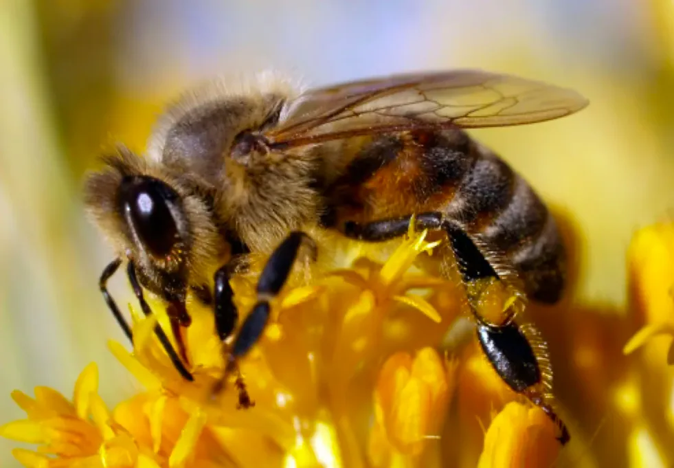 'Catastrophic' Alberta bee population losses blamed on cold winter, pandemic
