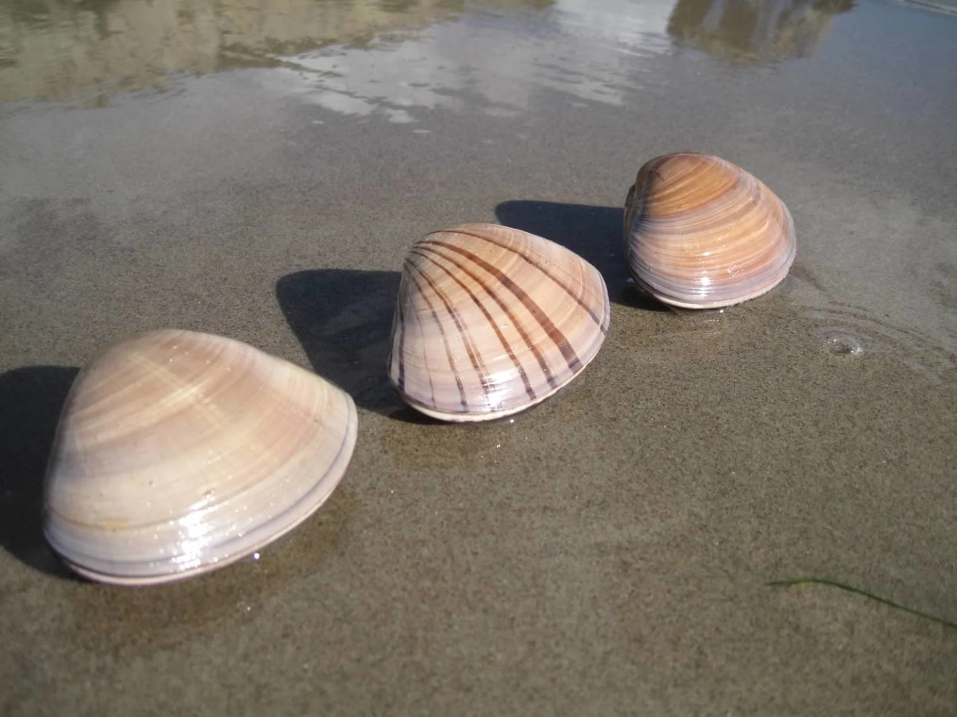 A trip to the beach ended with a hefty $88,000 fine for a family after the kids took what they thought were seashells