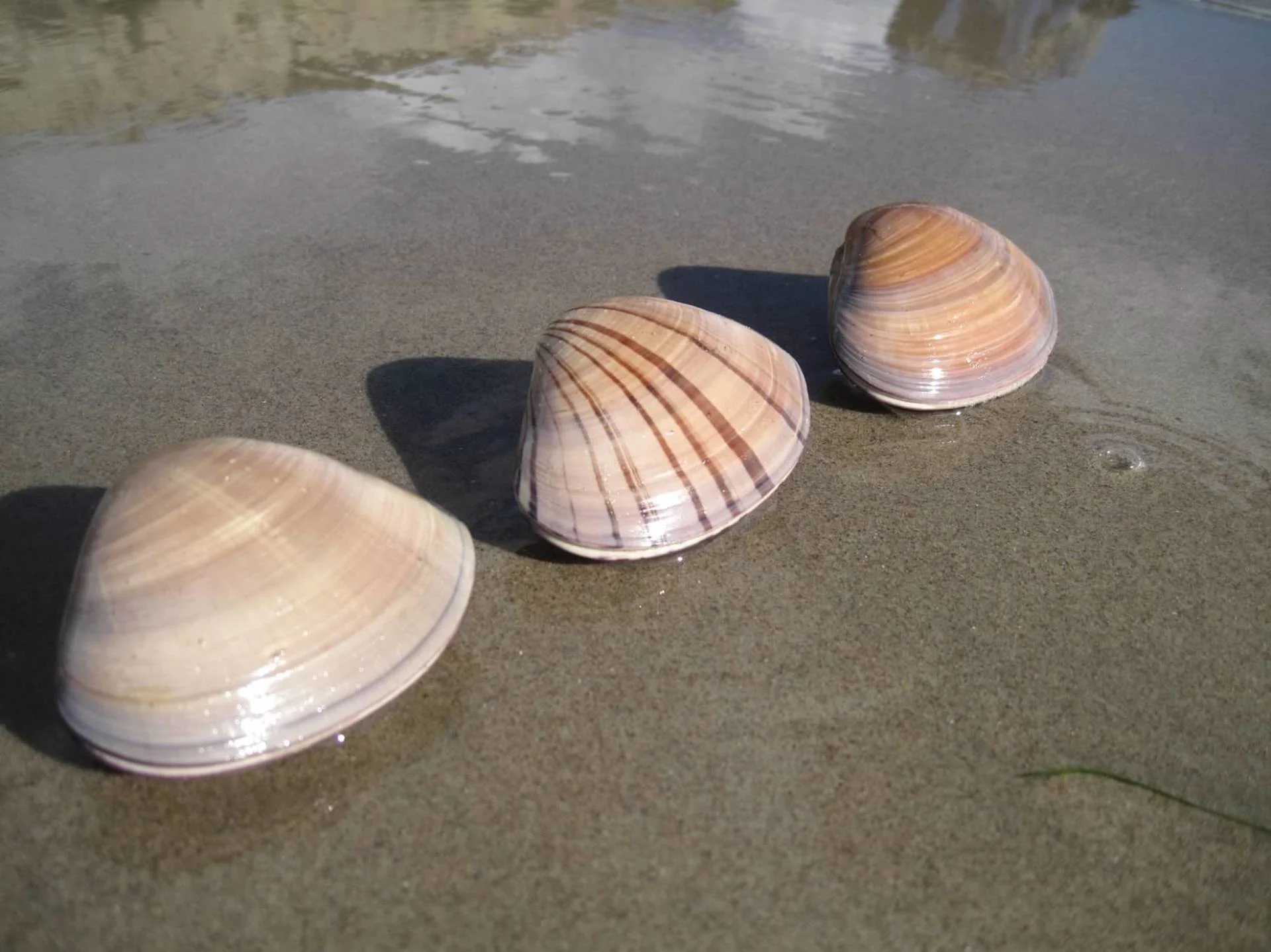 Woman fined $88,000 after kids collect 'seashells' on beach