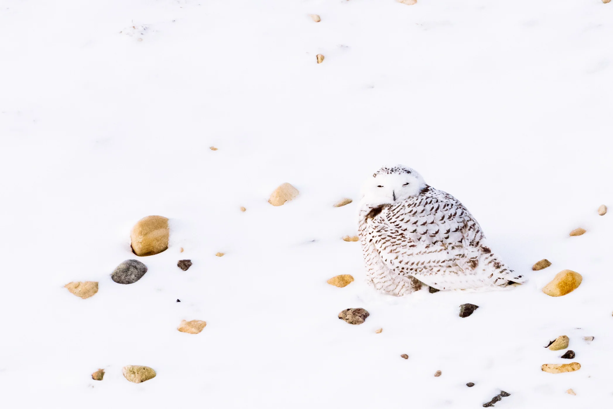 Snowy owl in Churchill, Man. /WWF-US/Elisabeth Kruger/Submitted