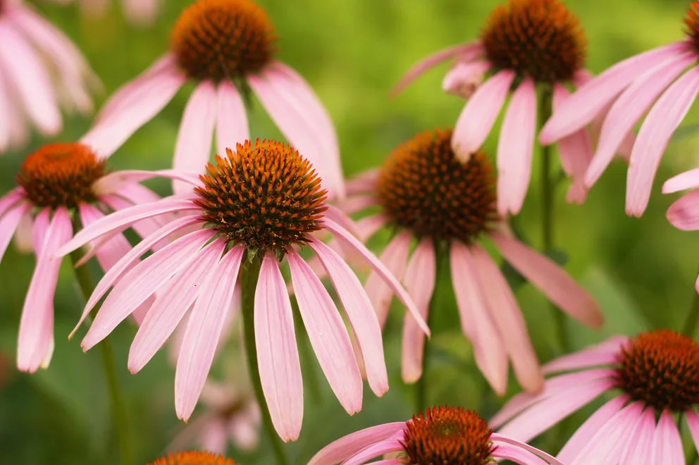 Coneflowers (2126716078)