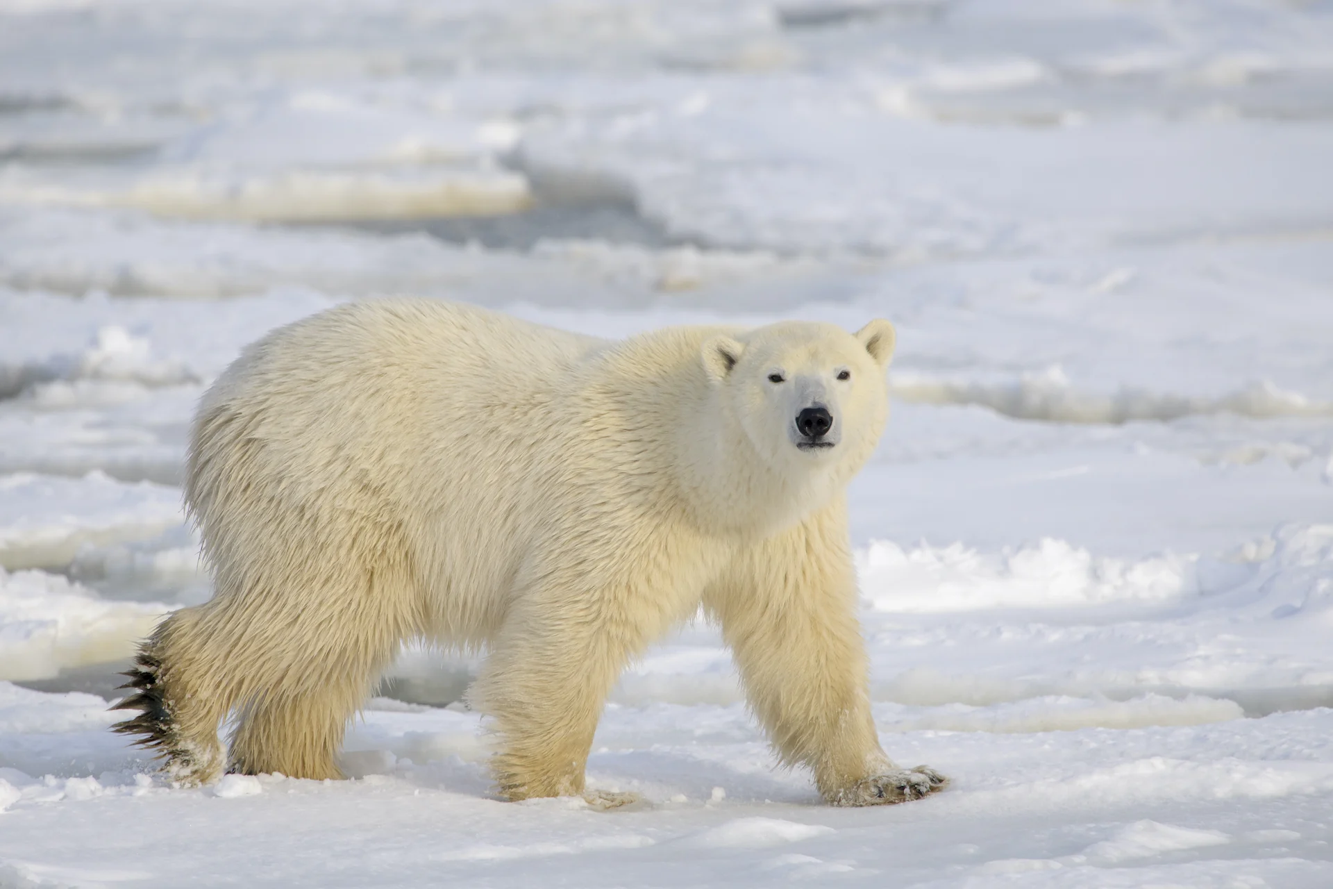 Polar bear/Getty Images-1307238129