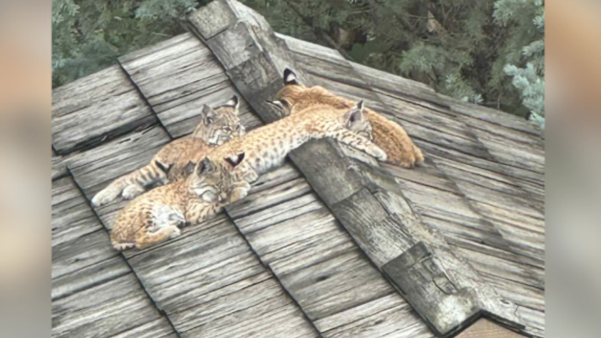 colin barclay - bobcat kittens