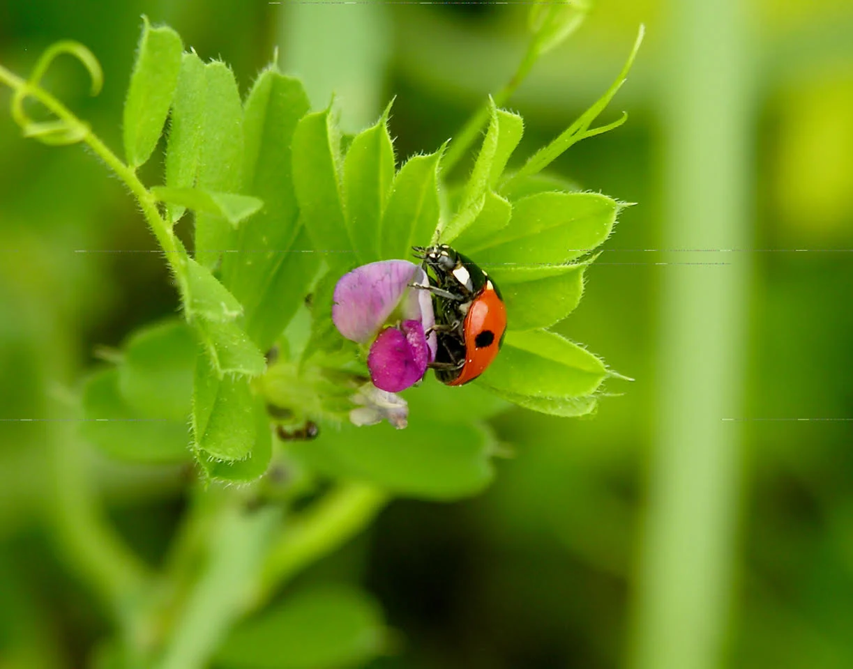lady beetle - courtsey jeremy mcneil