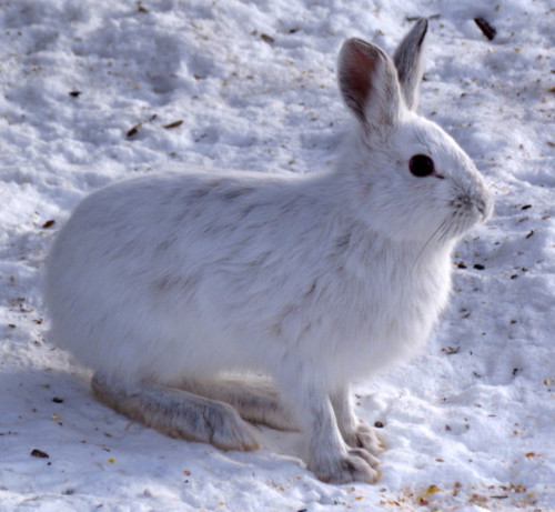 Four fascinating ways animals survive the winter - The Weather