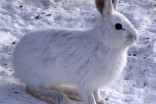 Four fascinating ways animals survive the winter