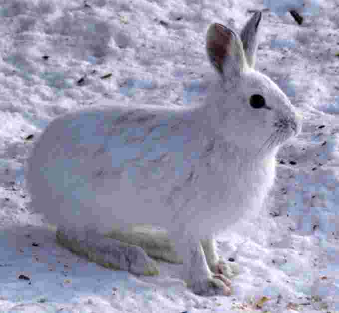 Snowshoe hare - Wikipedia