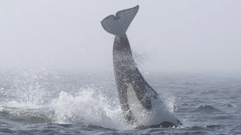 Ocean brawlers: Whale watchers get rare view of orcas and humpbacks fighting