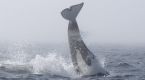 Ocean brawlers: Whale watchers get rare view of orcas and humpbacks fighting