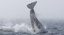 Must-see: Video shows rare brawl between orcas and humpback whales