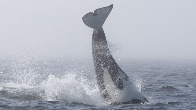 bigg-s-orca-breaching/Mollie Naccarato/PWWA via CBC