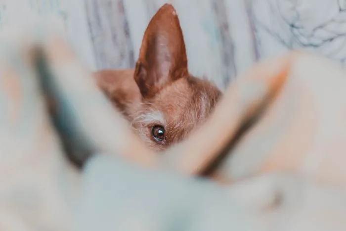 Voici pourquoi votre chien a peur des orages