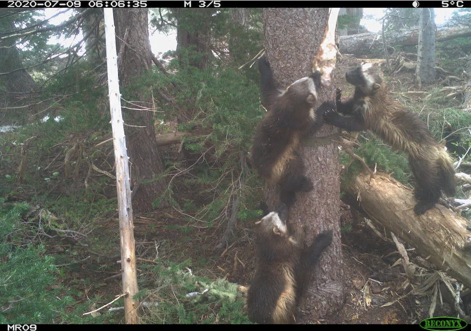 wolverine washingtion national park service