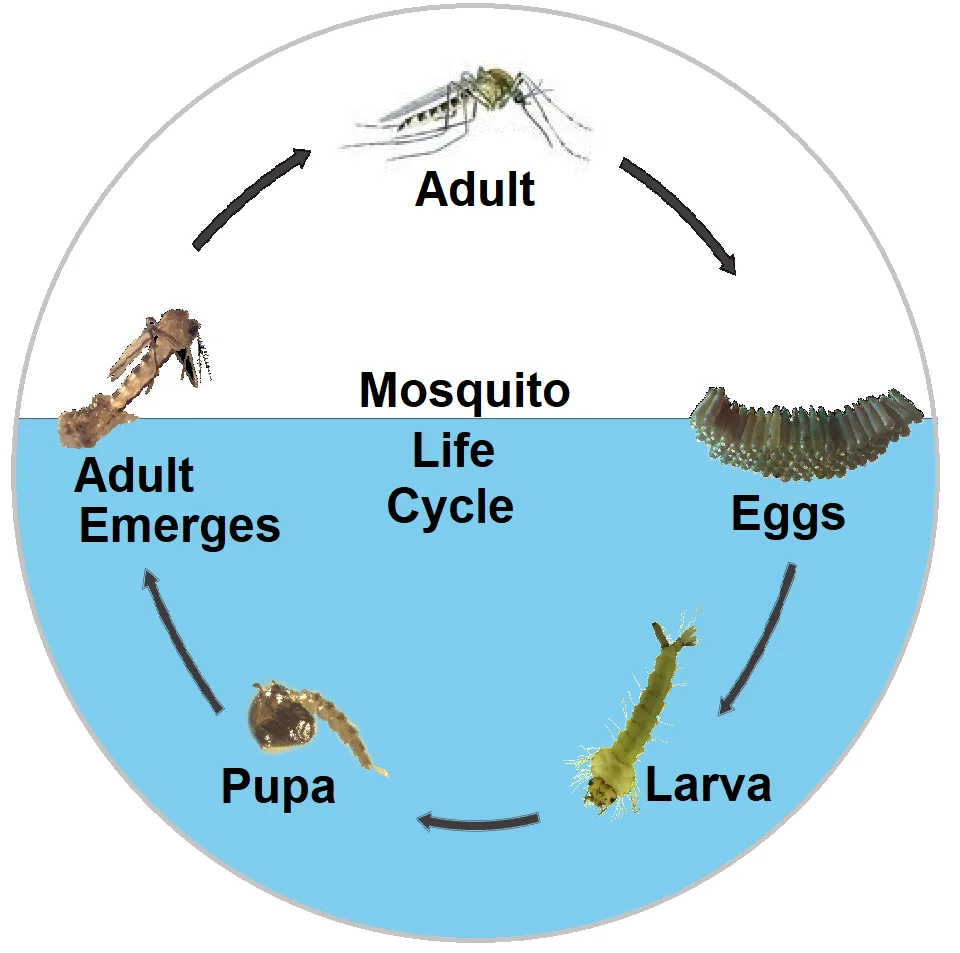 City of Calgary - mosquito life cycle