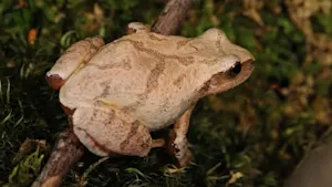 Is it a bird? A bug? Nope, just a spring peeper!