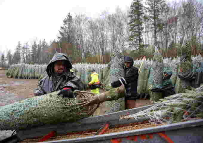 REUTERS: FILE PHOTO: Christmas trees are loaded into a truck for shipping at Downey Tree Farm and Nursery in Hatley, Quebec, Canada November 12, 2021. Ninety-five percent of the farm's trees are scheduled to be shipped to the United States. REUTERS/Christinne Muschi/File Photo