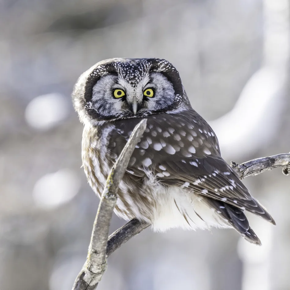 What a hoot! Rare owl sighting captured in Calgary