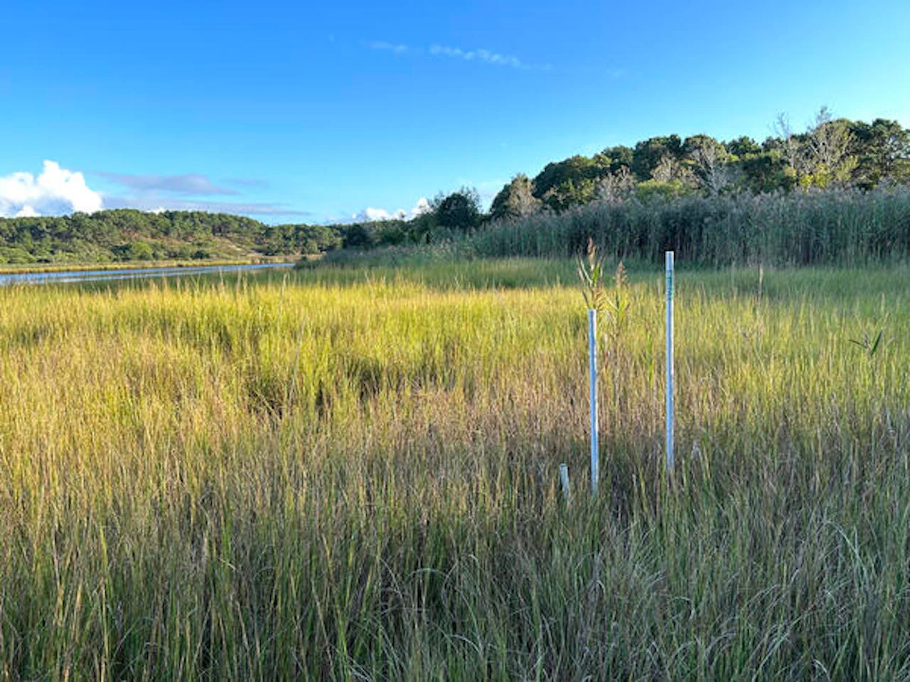 Salt marsh/USGS