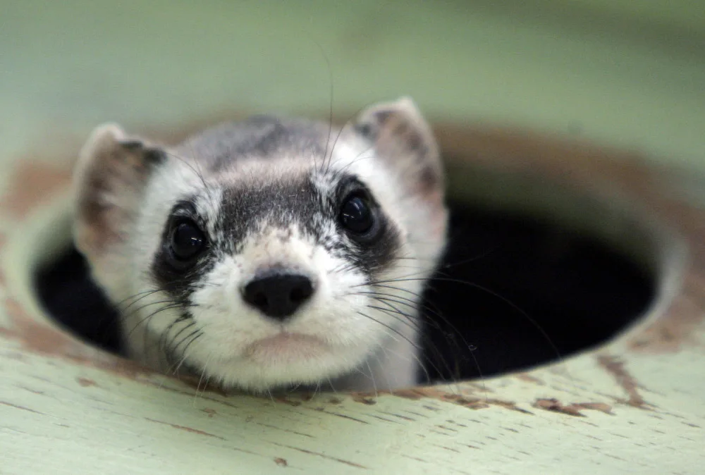 Reuters: FILE PHOTO: Bert, a male black-footed ferret peers out from a burrow in a cage at the U.S. Fish and Wildlife Service National Black-footed Ferret Conservation Center in Wellington, Colorado April 11, 2007. By 1980 it was believed that the black-footed ferret was extinct when a group of only 18 was discovered in Wyoming. REUTERS/Rick Wilking