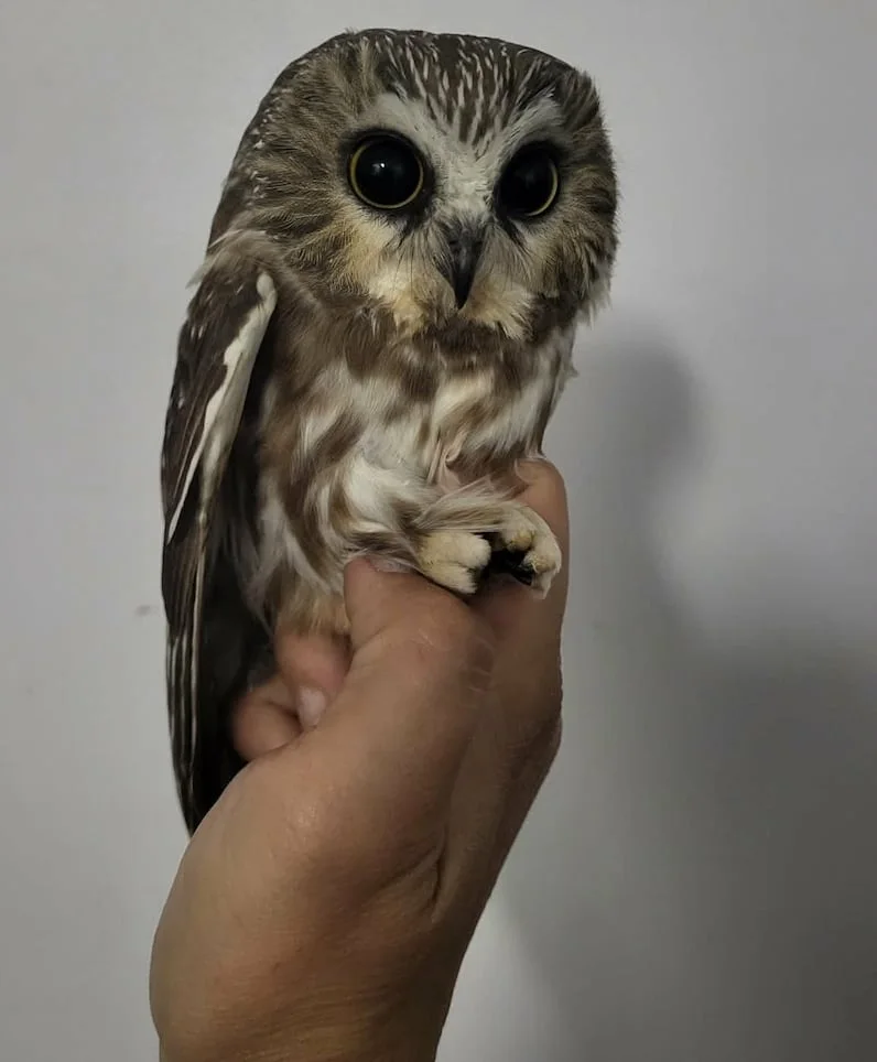 (CBC) A tiny saw-whet owl at the Mughal Marsh banding station near Mackenzie, B.C. (Submitted by Jeannine Randall)