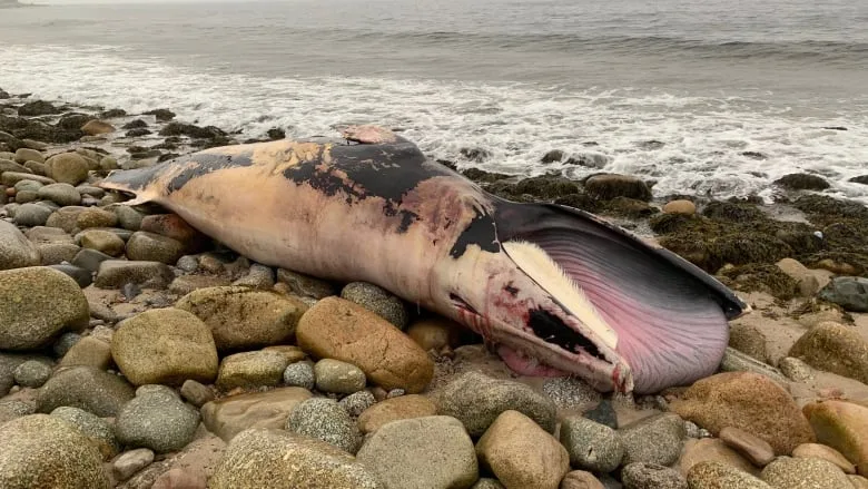 Minke whale carcass washes up on popular Nova Scotia beach