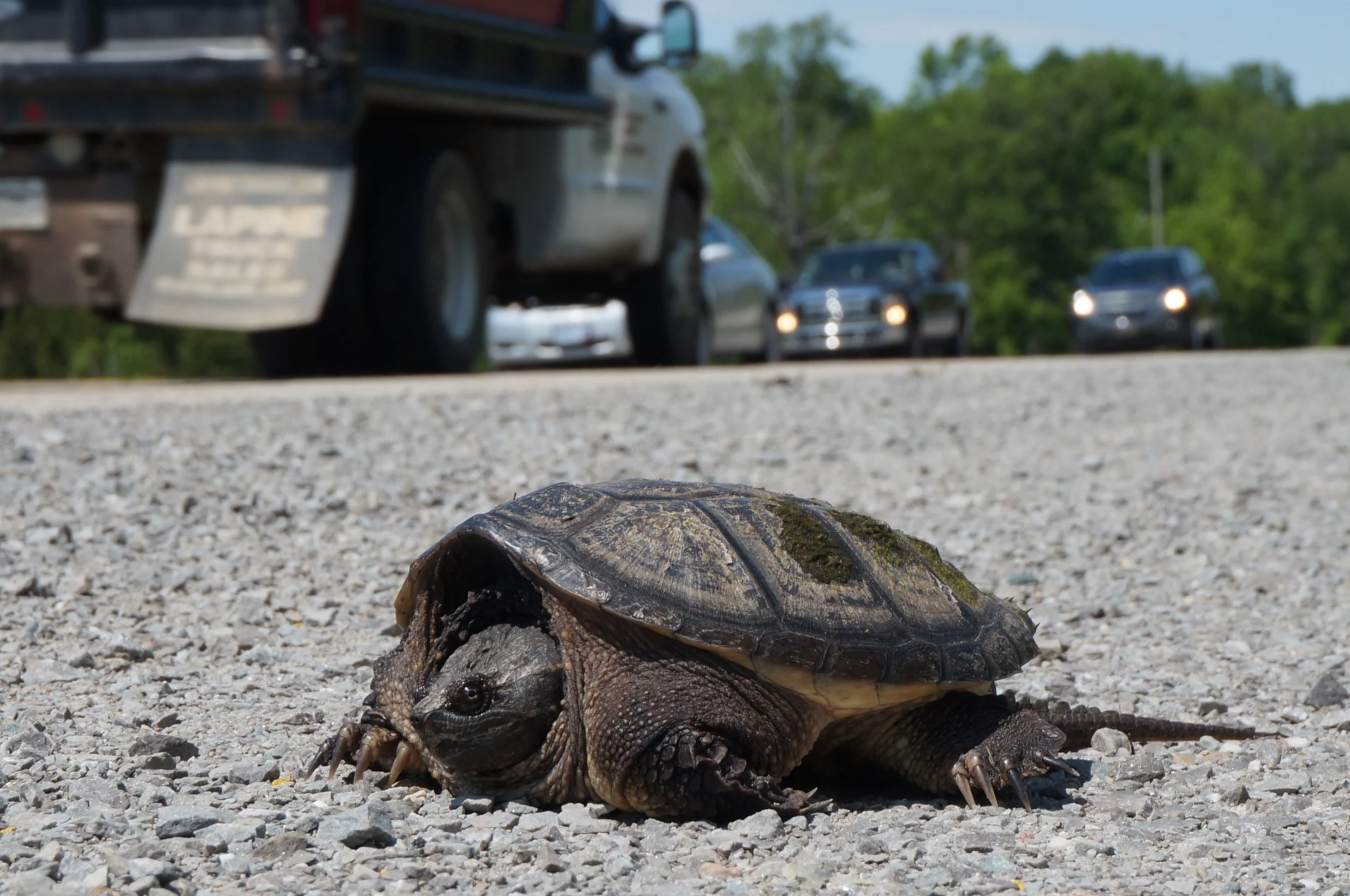 Snapping turtle along roadside/Canadian Wildlife Federation (CWF)