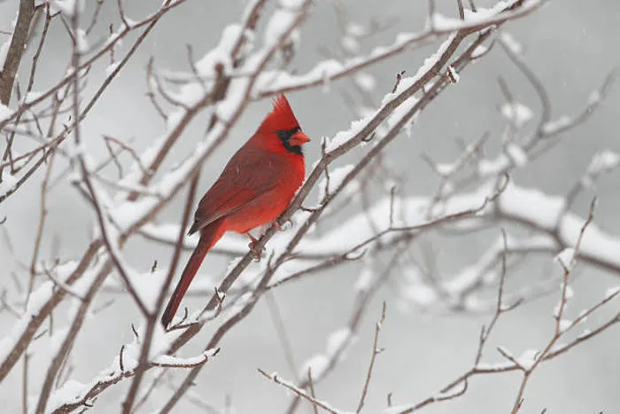 Comment les oiseaux survivent-ils à l’hiver glacial ?