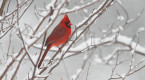 Comment les oiseaux survivent-ils à l’hiver glacial ?