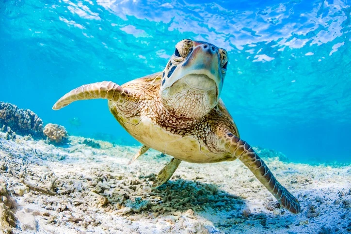 64K endangered turtles found nesting near Great Barrier Reef