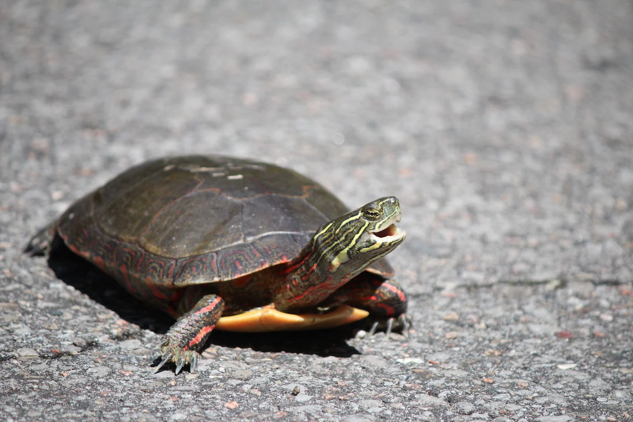 As urbanization grows, how do we keep turtles safe?