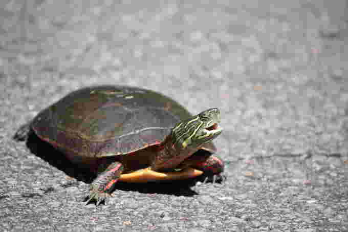 Painted turtle - Nature Conservancy of Canada