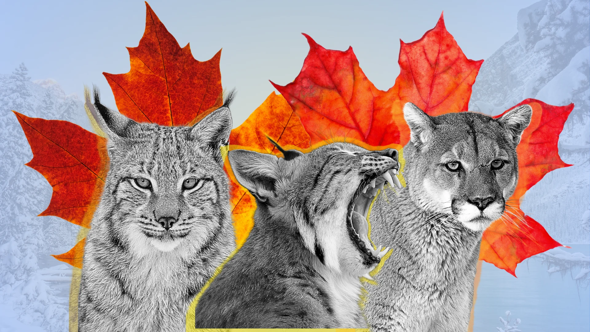 Let's get to know Canada's big cats