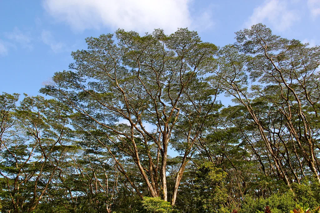 L'Éthiopie a planté plus de 350 millions d'arbres en un jour