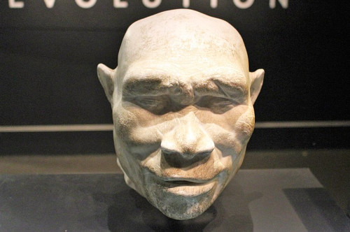 homo erectus model credit: wikimedia commons