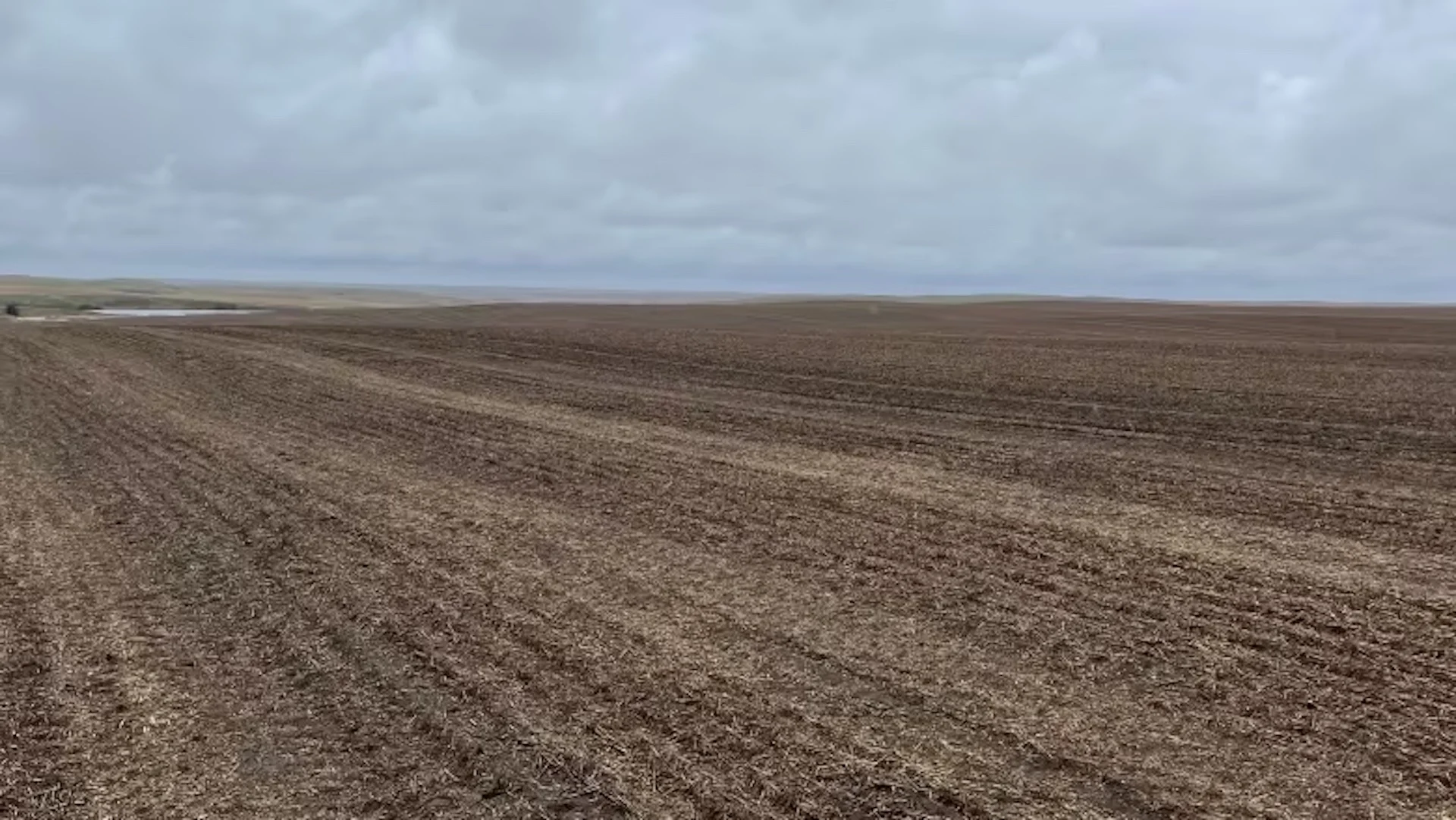 'Multimillion-dollar rain' revives soil in Saskatchewan south before farm season